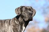 CANE CORSO 951